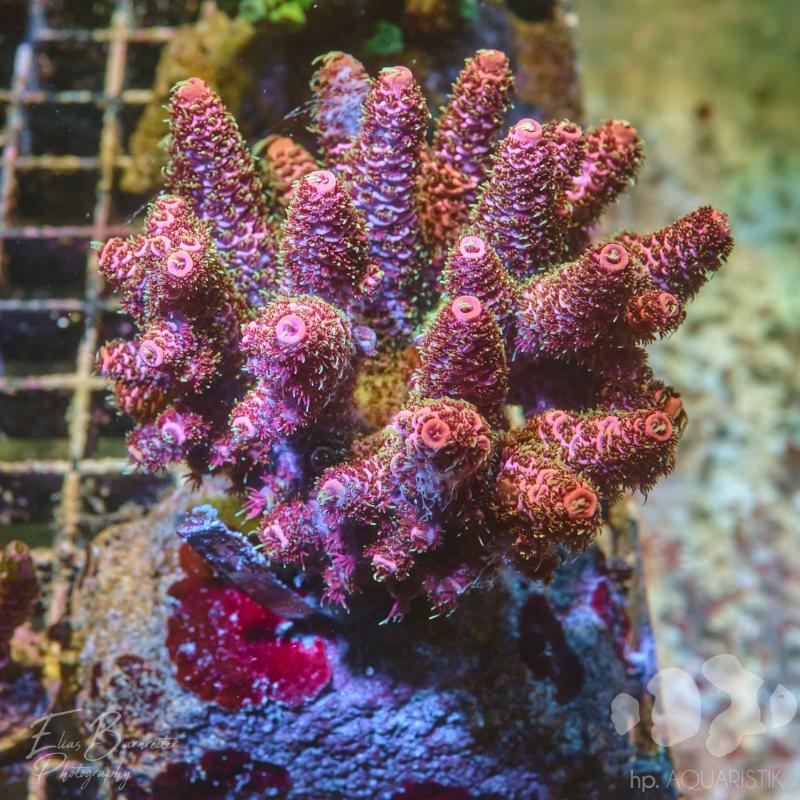 Acropora XL